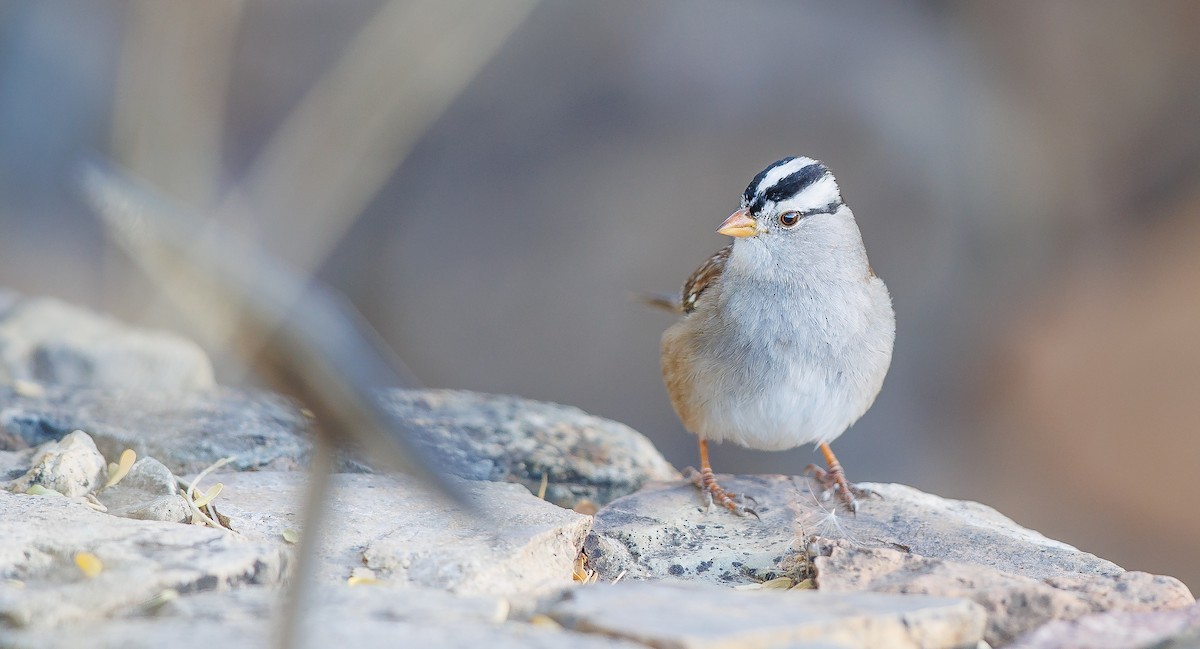 White-crowned Sparrow (Gambel's) - ML627779204