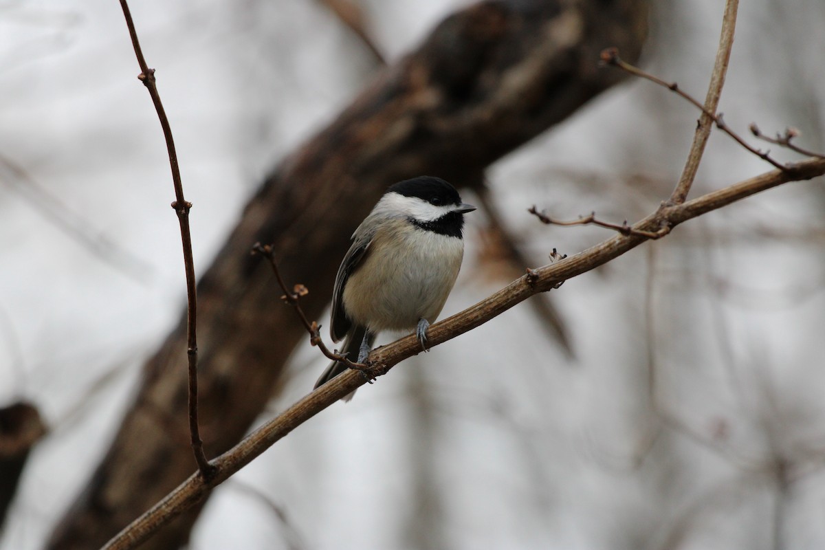 Mésange de Caroline - ML627779224