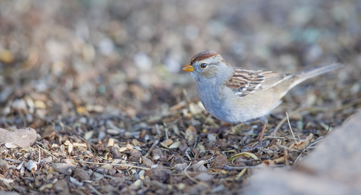 White-crowned Sparrow (Gambel's) - ML627779275