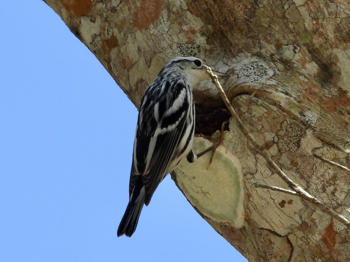 Black-and-white Warbler - ML627779281