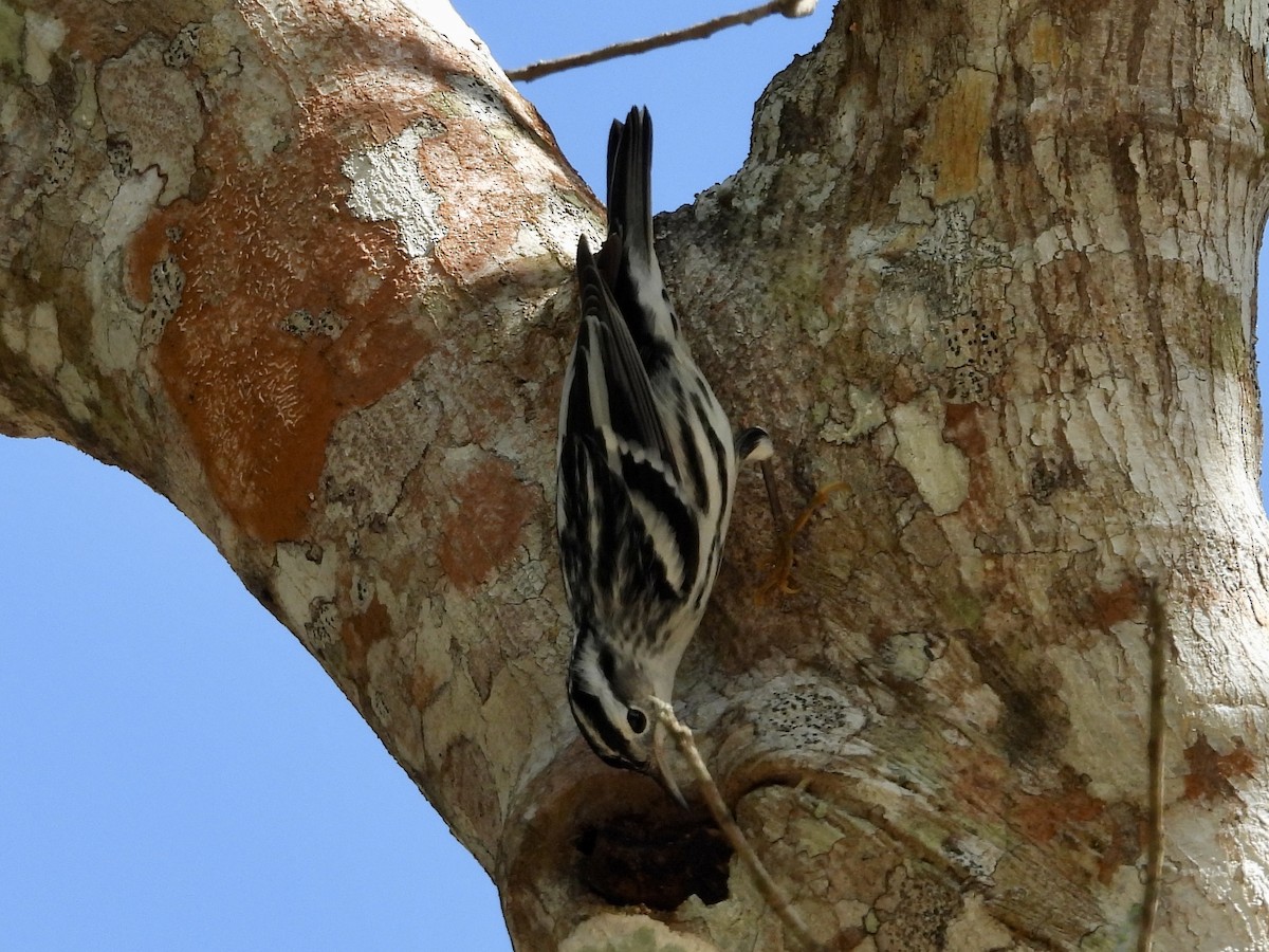 Black-and-white Warbler - ML627779282