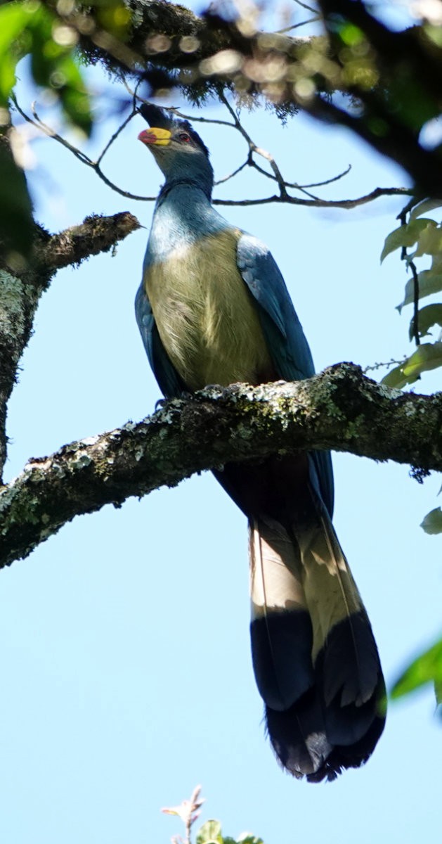 Great Blue Turaco - ML627779283