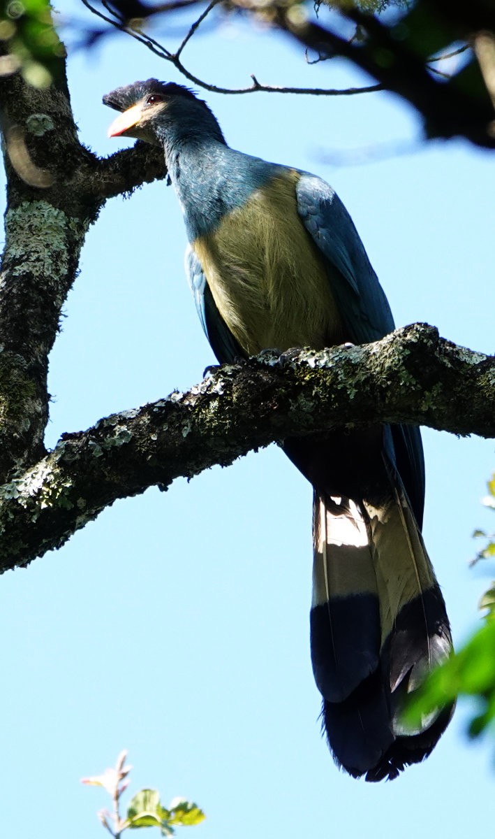 Great Blue Turaco - ML627779284