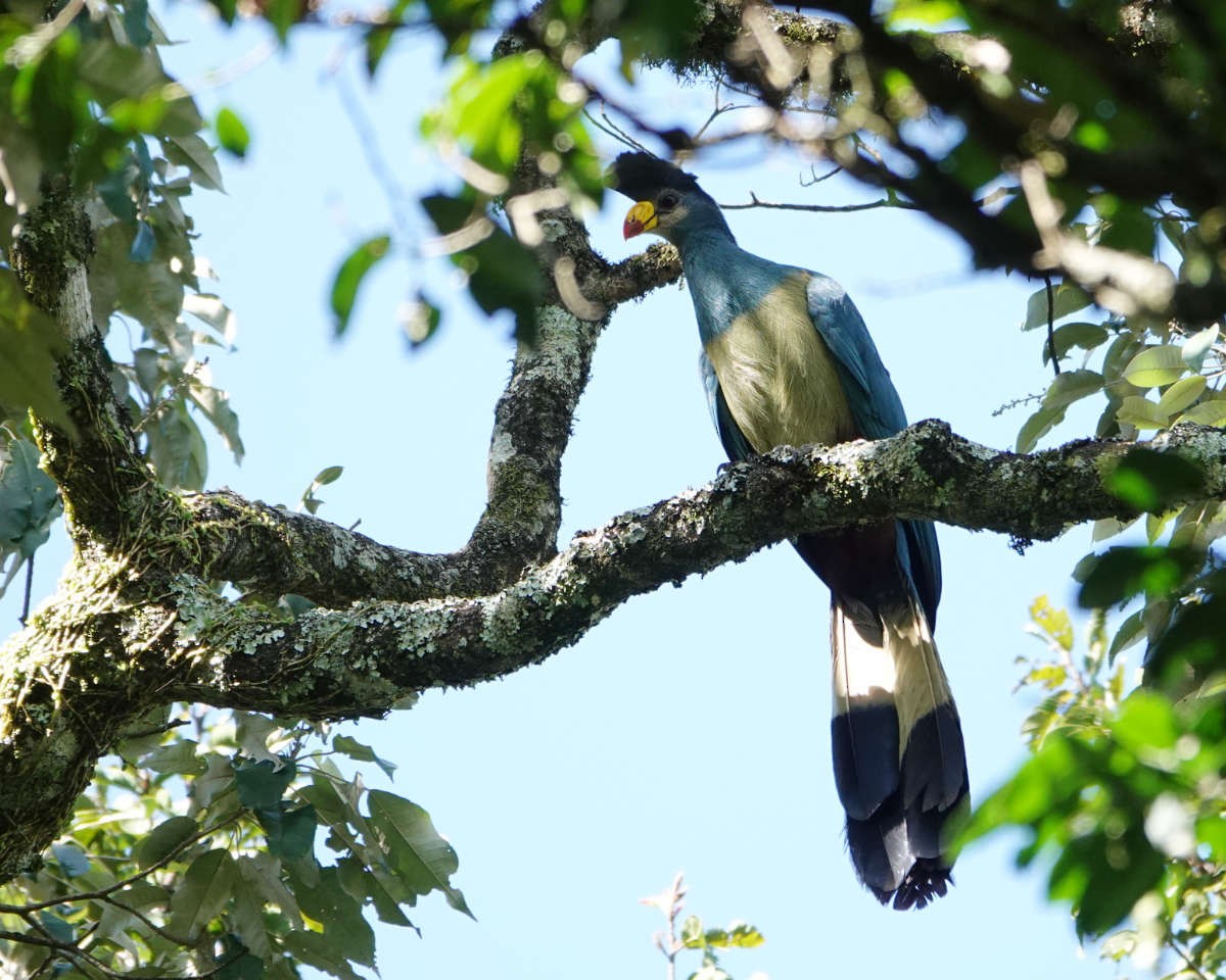 Great Blue Turaco - ML627779285