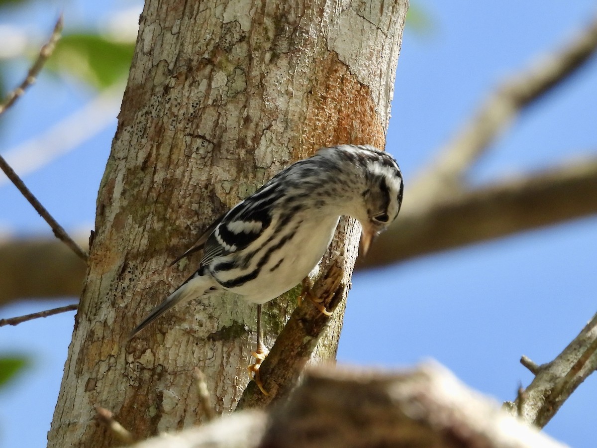 Black-and-white Warbler - ML627779286