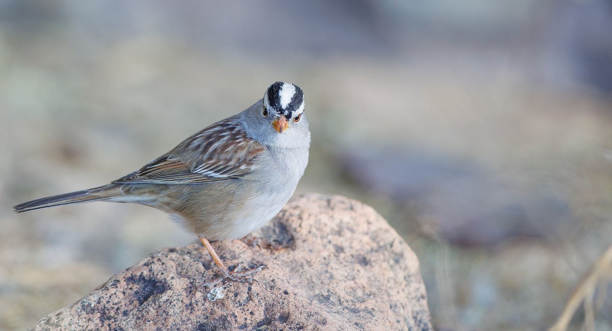 White-crowned Sparrow (Gambel's) - ML627779400