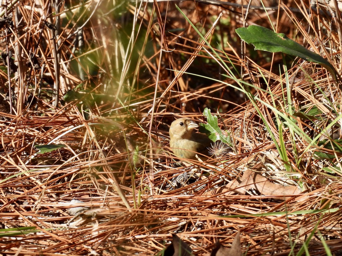 Indigo Bunting - Kathy Rigling