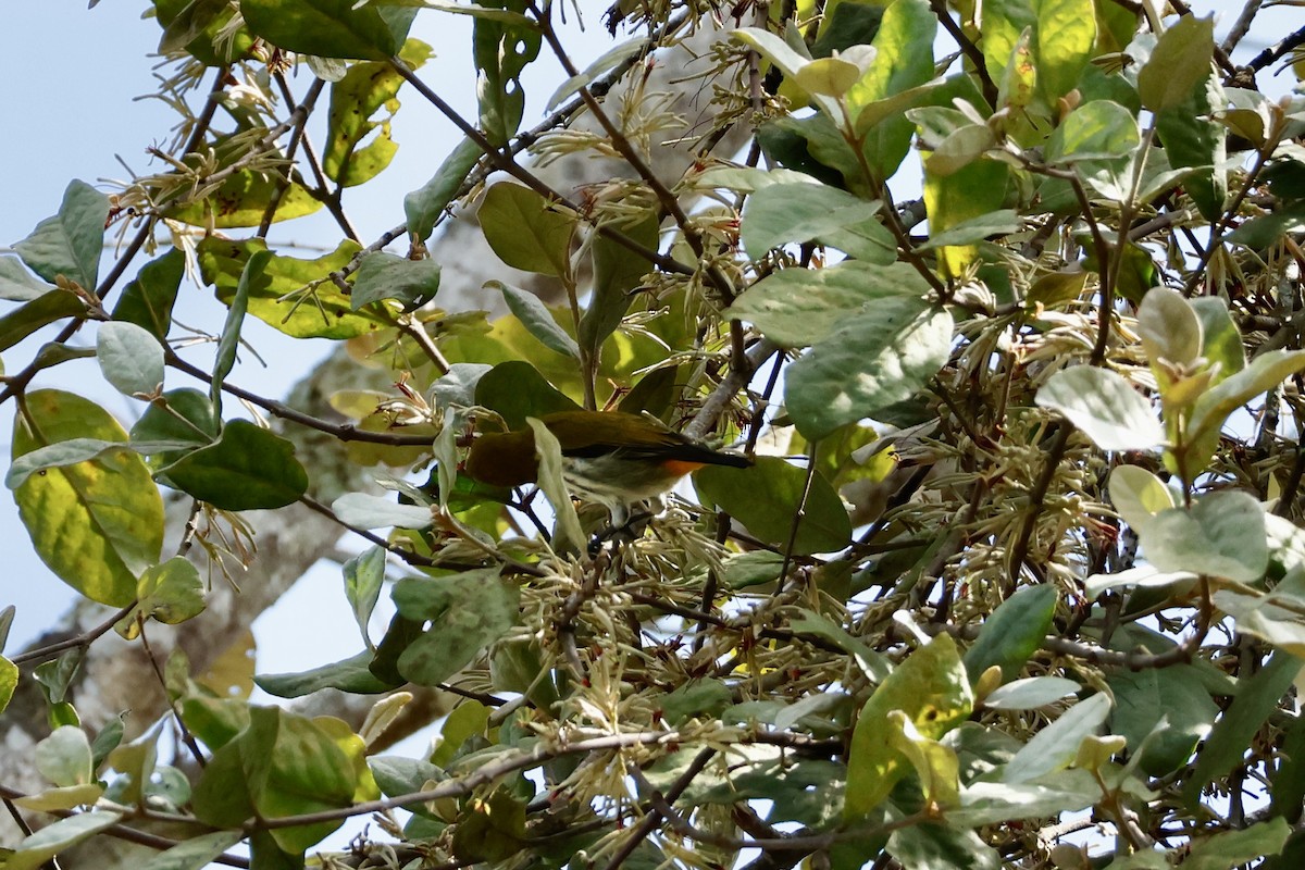 Yellow-vented Flowerpecker - ML627779454