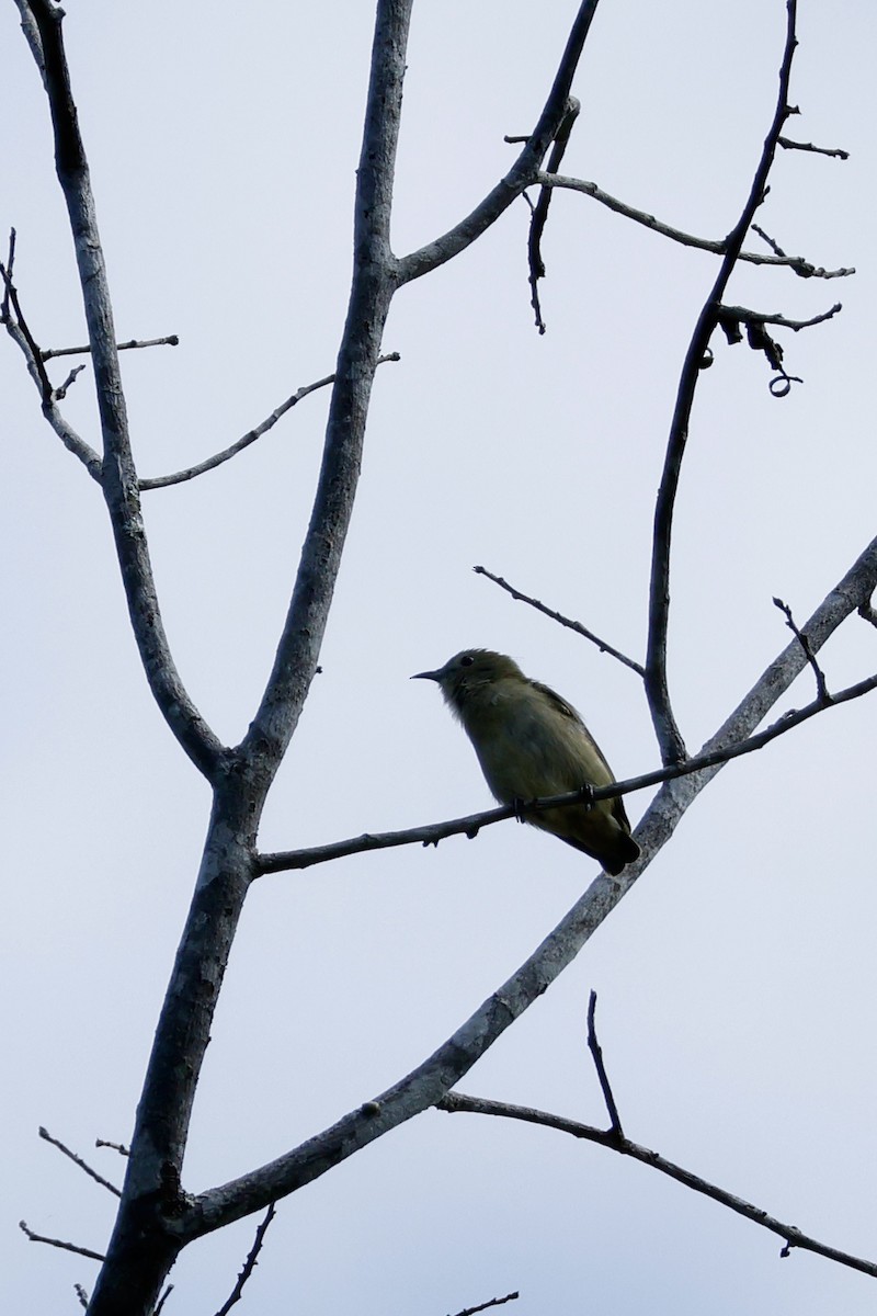 Cambodian Flowerpecker - ML627779456