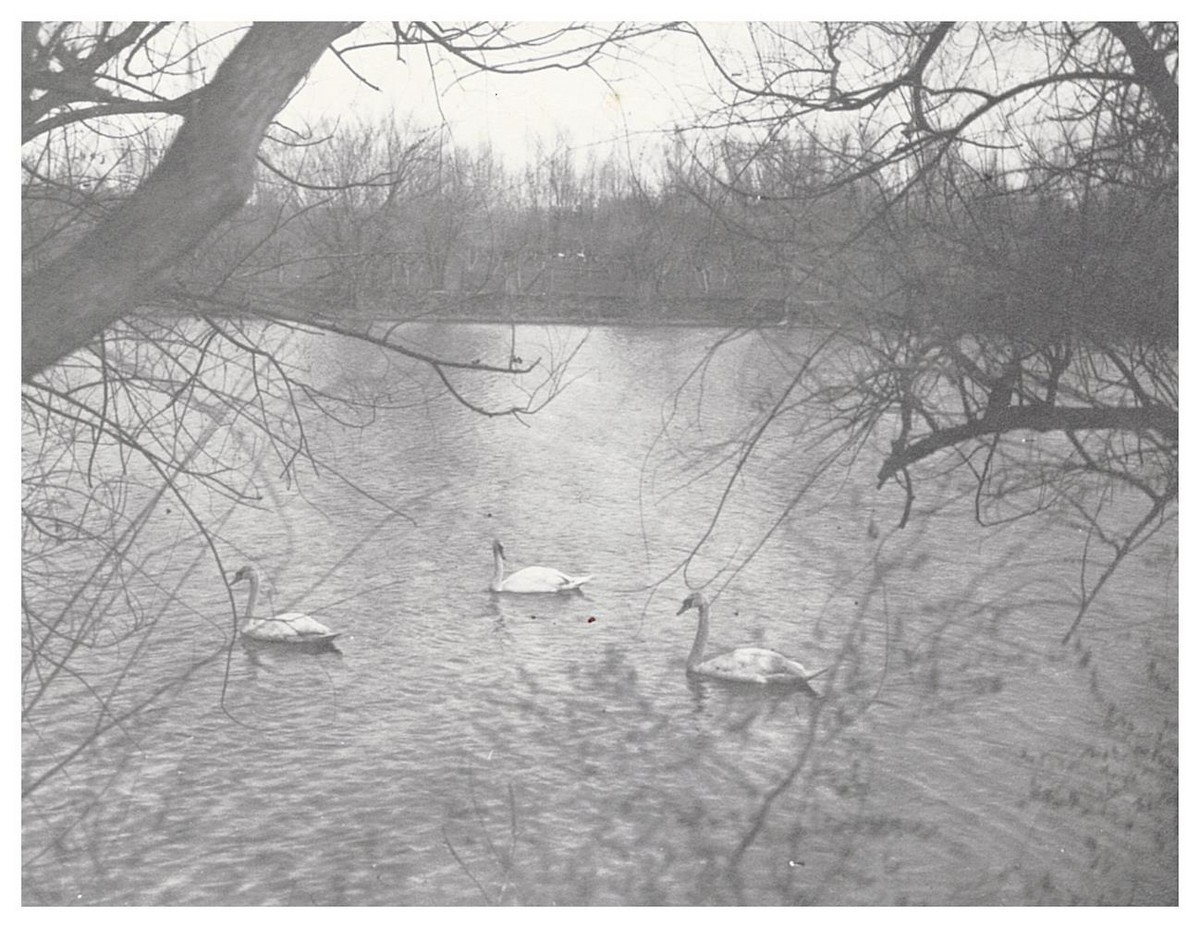 Mute Swan - Littleton Museum