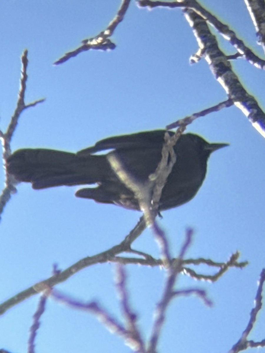 Common Grackle - ML627779483