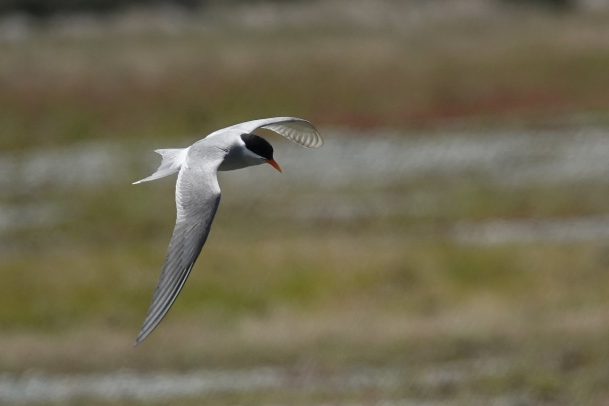 Black-fronted Tern - ML627779498