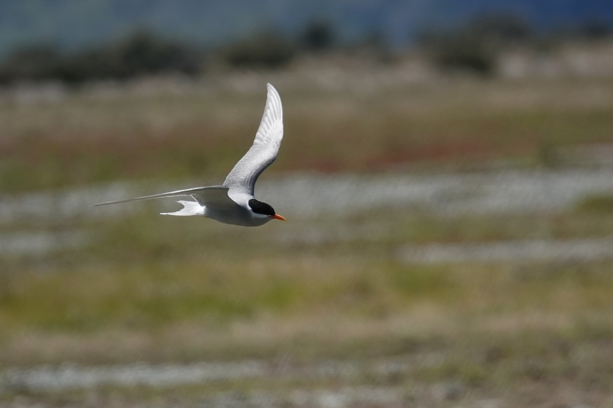 Black-fronted Tern - ML627779501