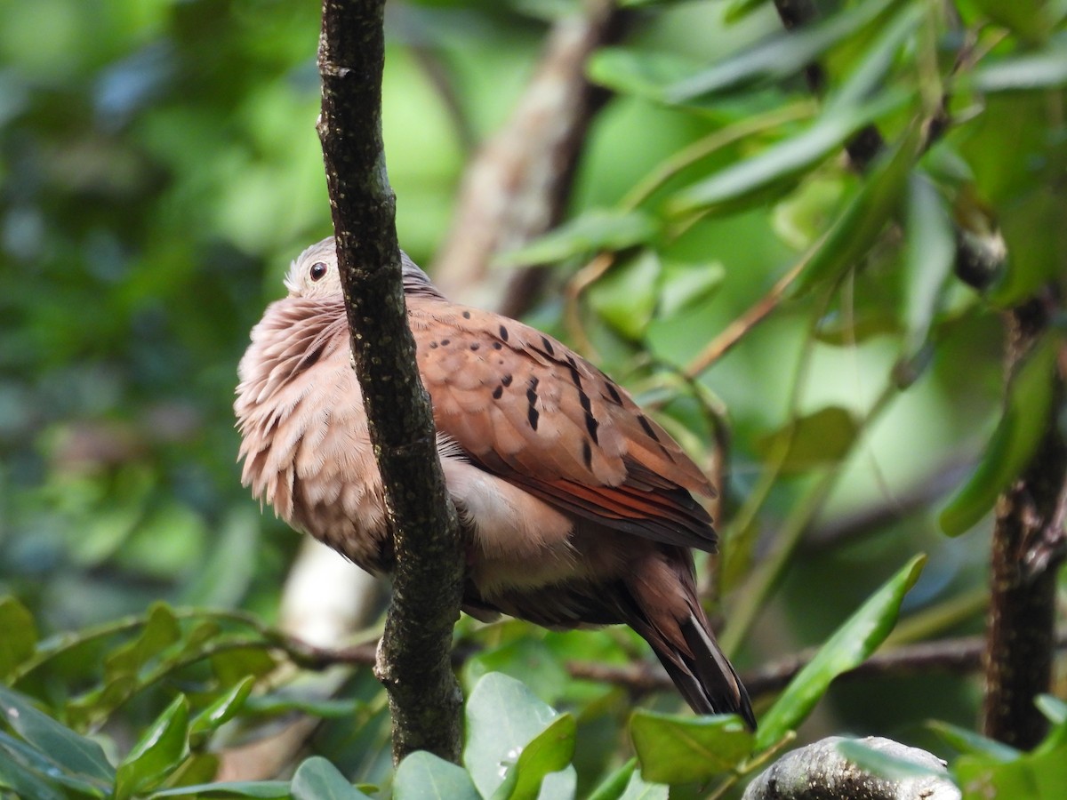 Ruddy Ground Dove - ML627779535