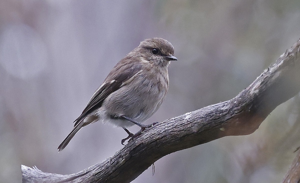 Dusky Robin - ML627779548