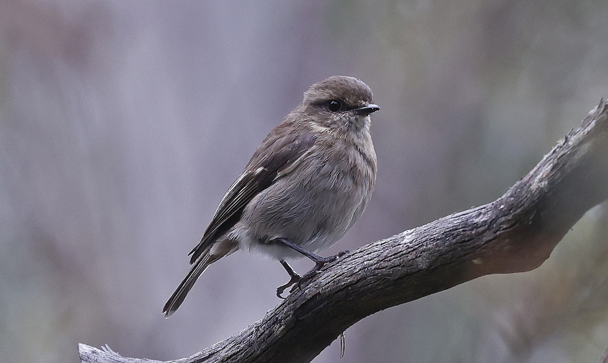 Dusky Robin - ML627779550