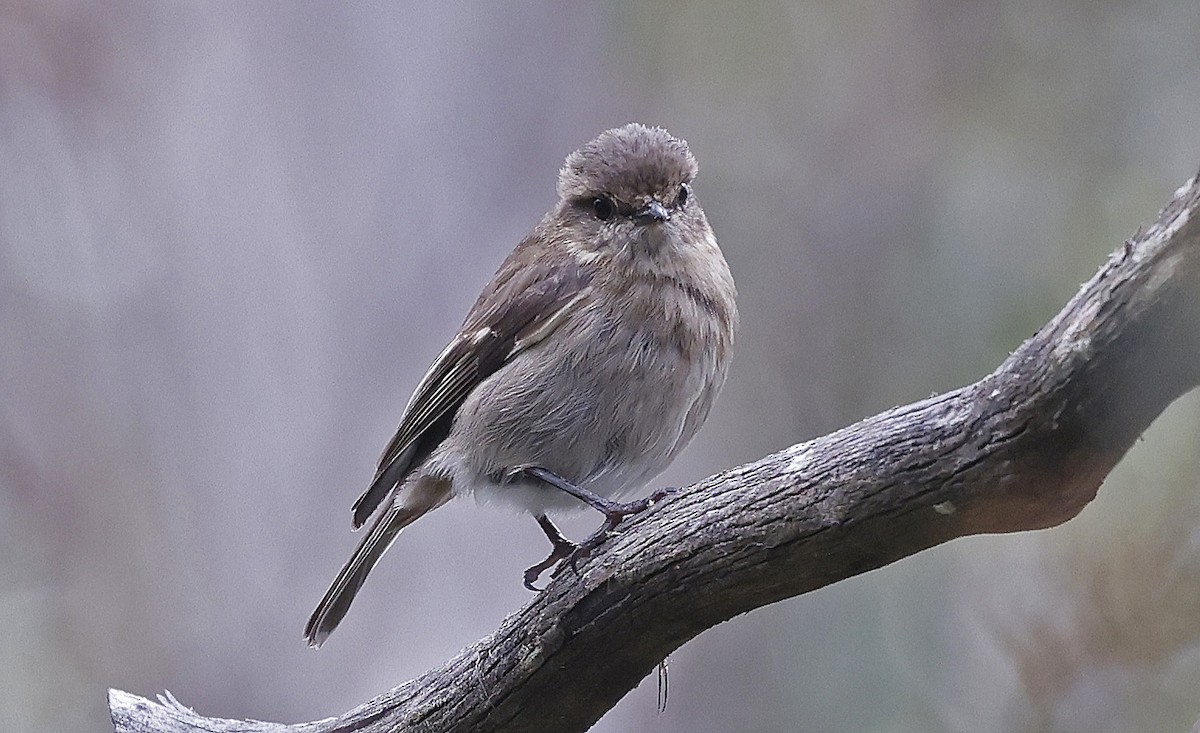 Dusky Robin - ML627779551