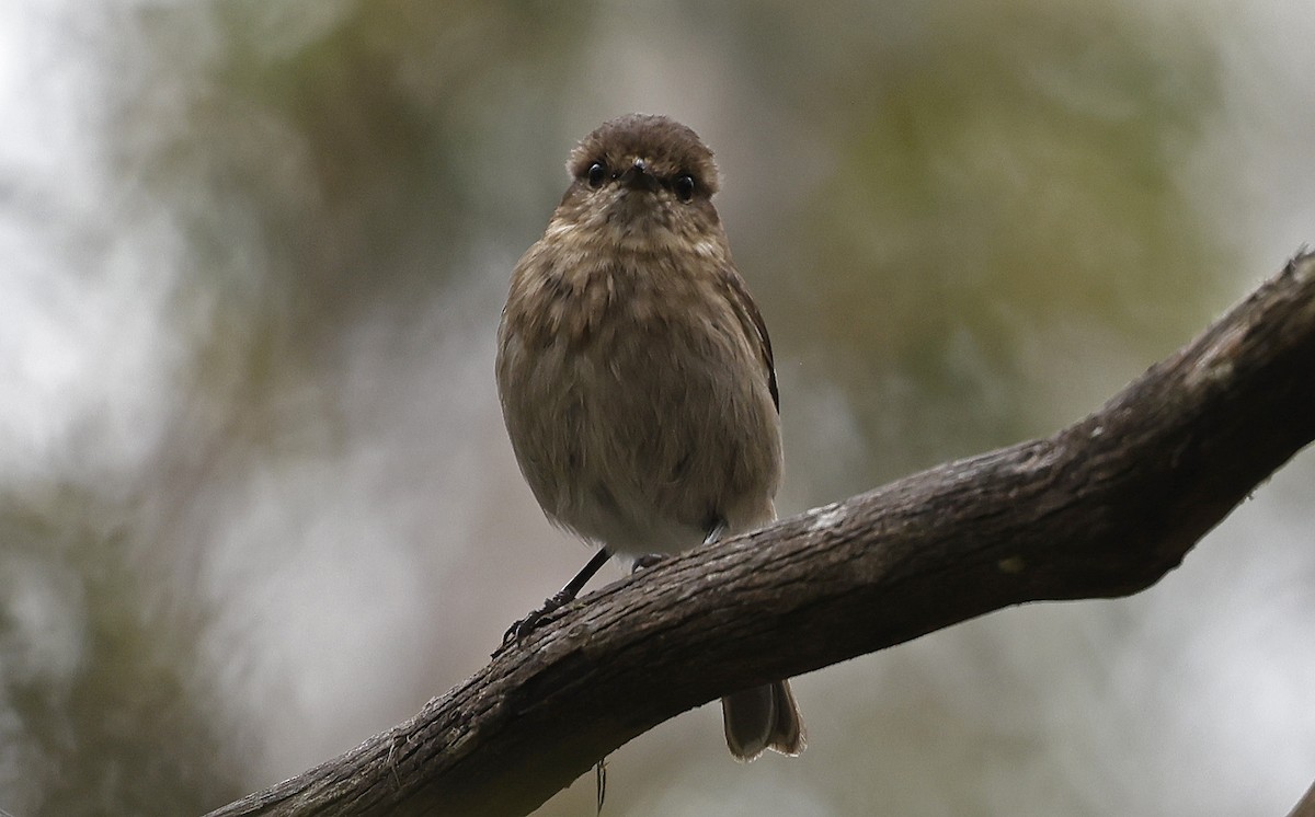 Dusky Robin - ML627779553