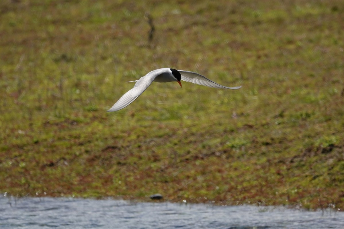 Black-fronted Tern - ML627779556