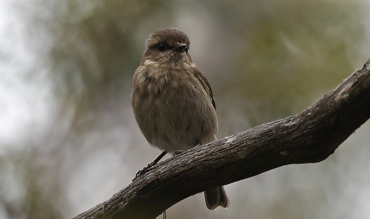 Dusky Robin - ML627779557