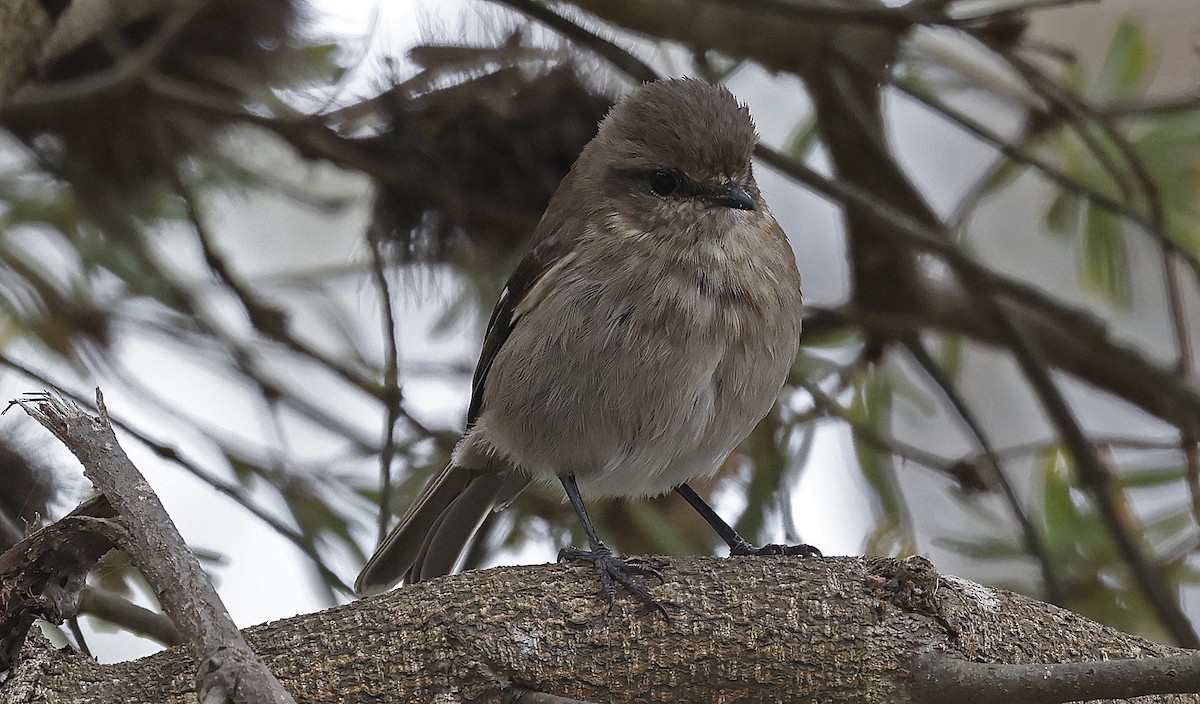 Dusky Robin - ML627779563