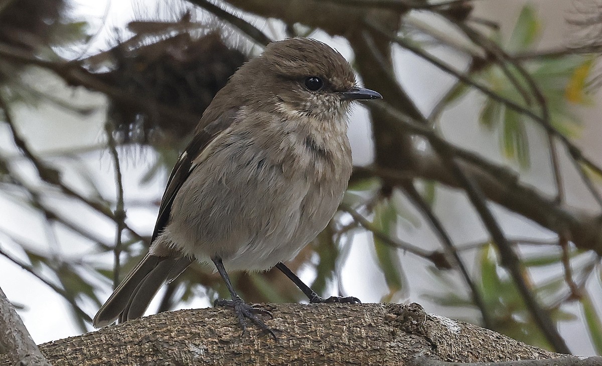 Dusky Robin - ML627779566