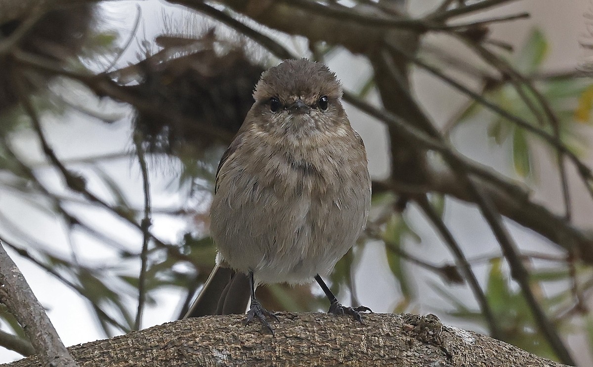 Dusky Robin - ML627779573