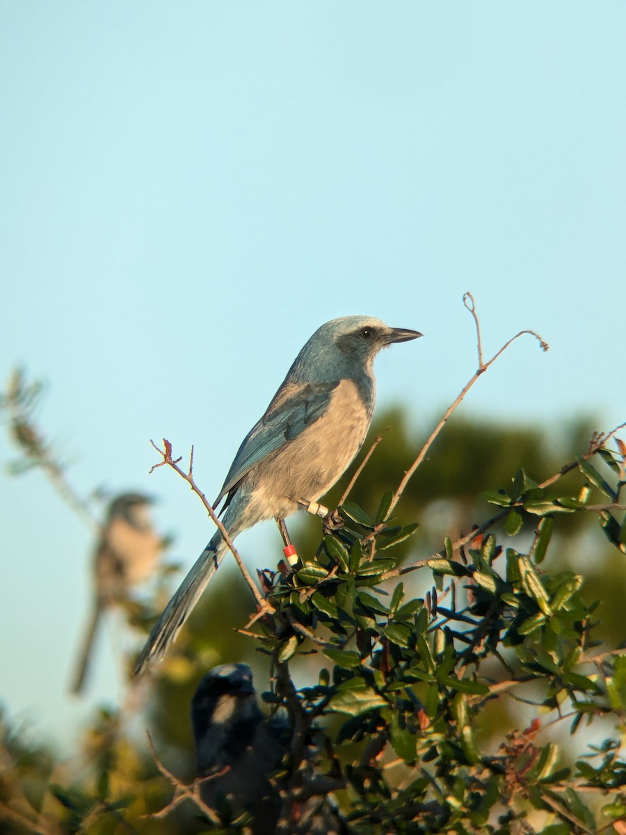 Florida Scrub-Jay - ML627779578