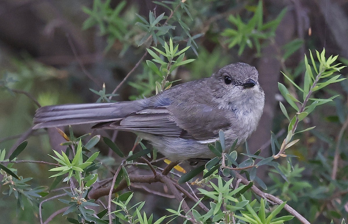 Golden Whistler (Eastern) - ML627779582