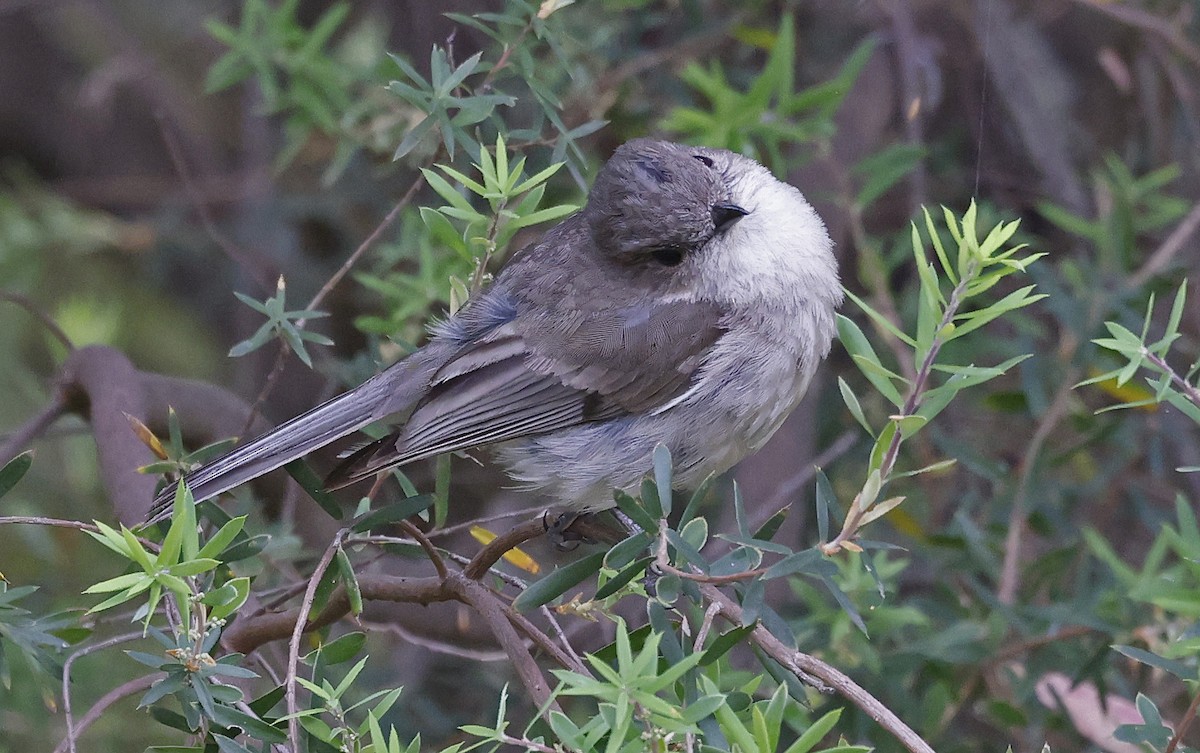 Golden Whistler (Eastern) - ML627779584