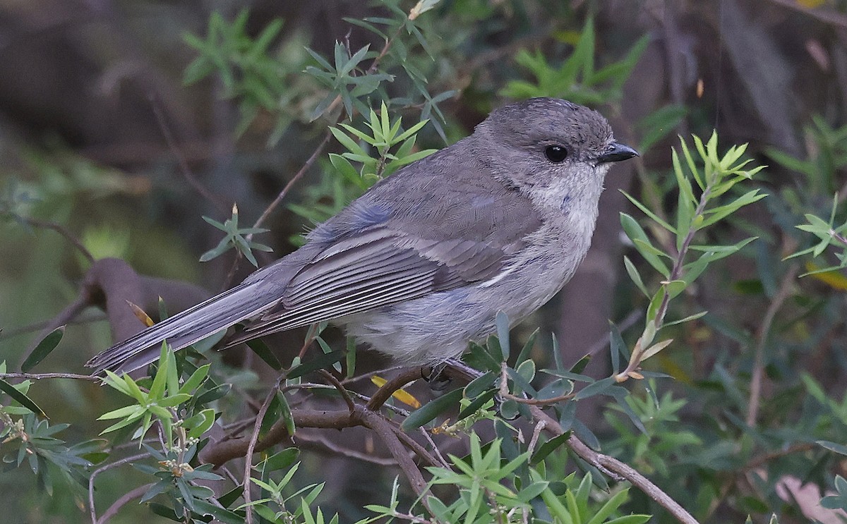 Golden Whistler (Eastern) - ML627779585