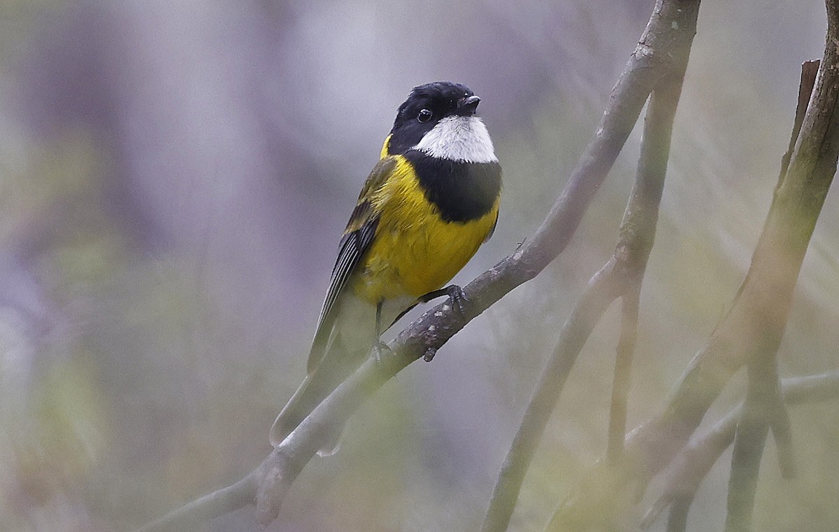 Golden Whistler (Eastern) - ML627779589