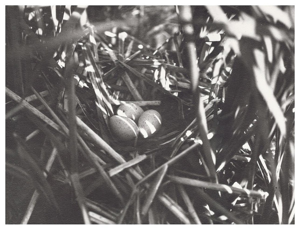 American Coot - ML627779590