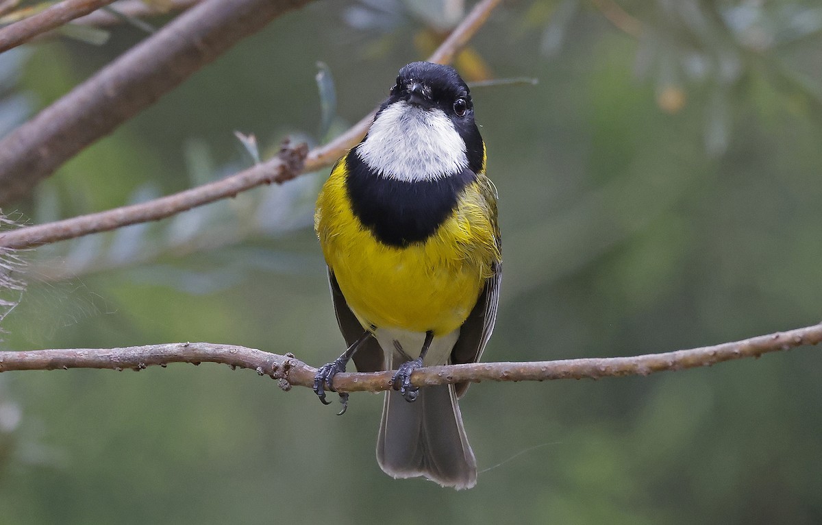 Golden Whistler (Eastern) - ML627779591