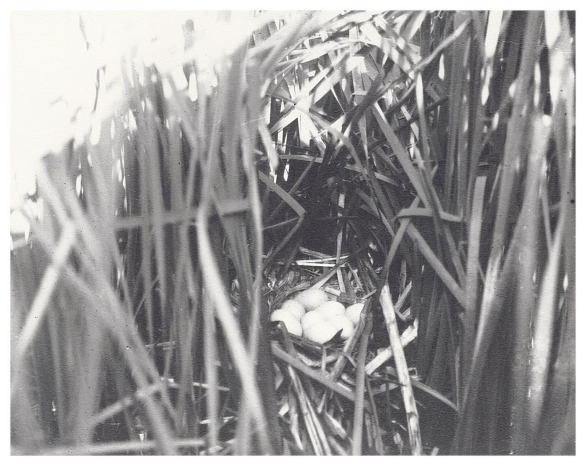 American Coot - ML627779601