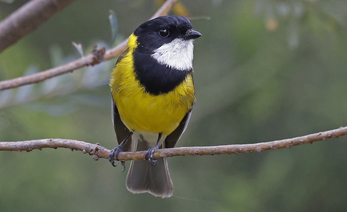 Golden Whistler (Eastern) - ML627779603