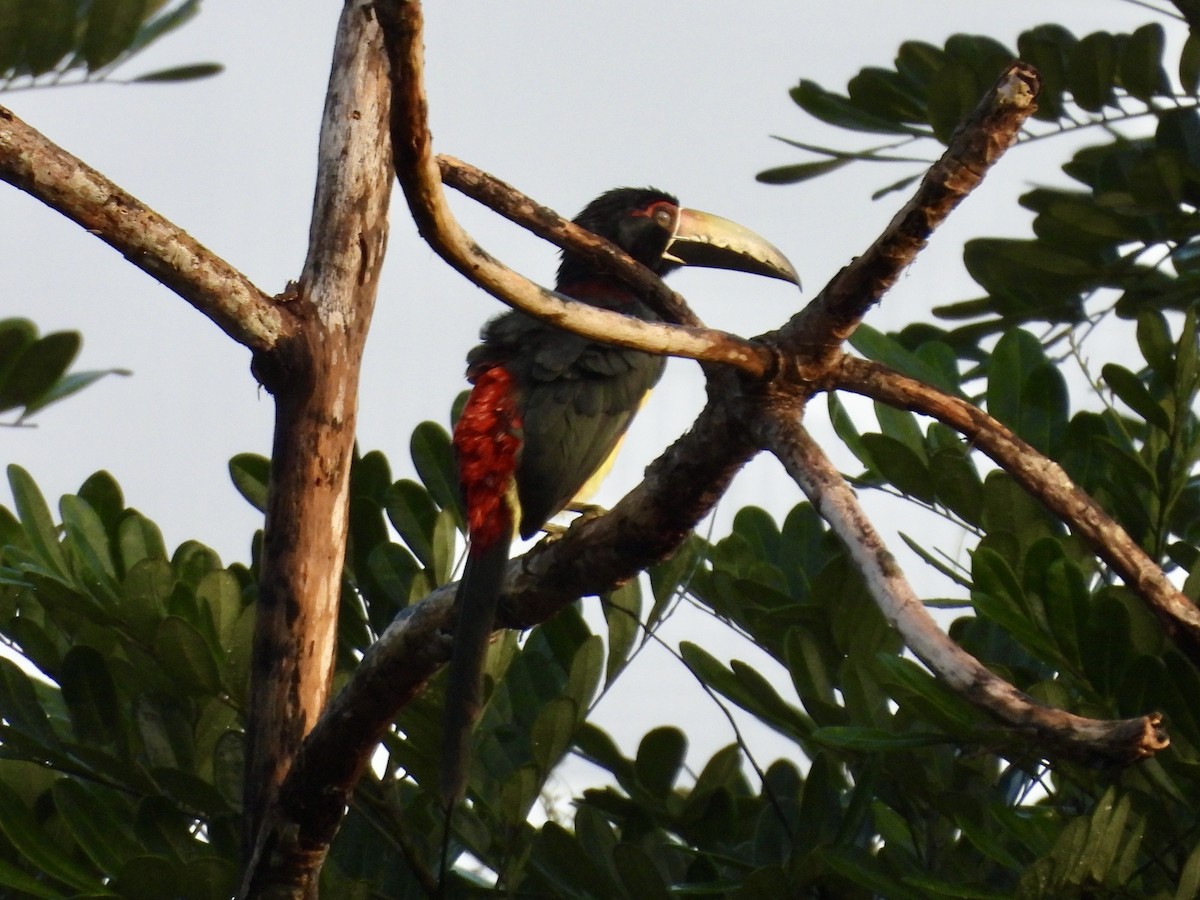 Collared Aracari - ML627779605