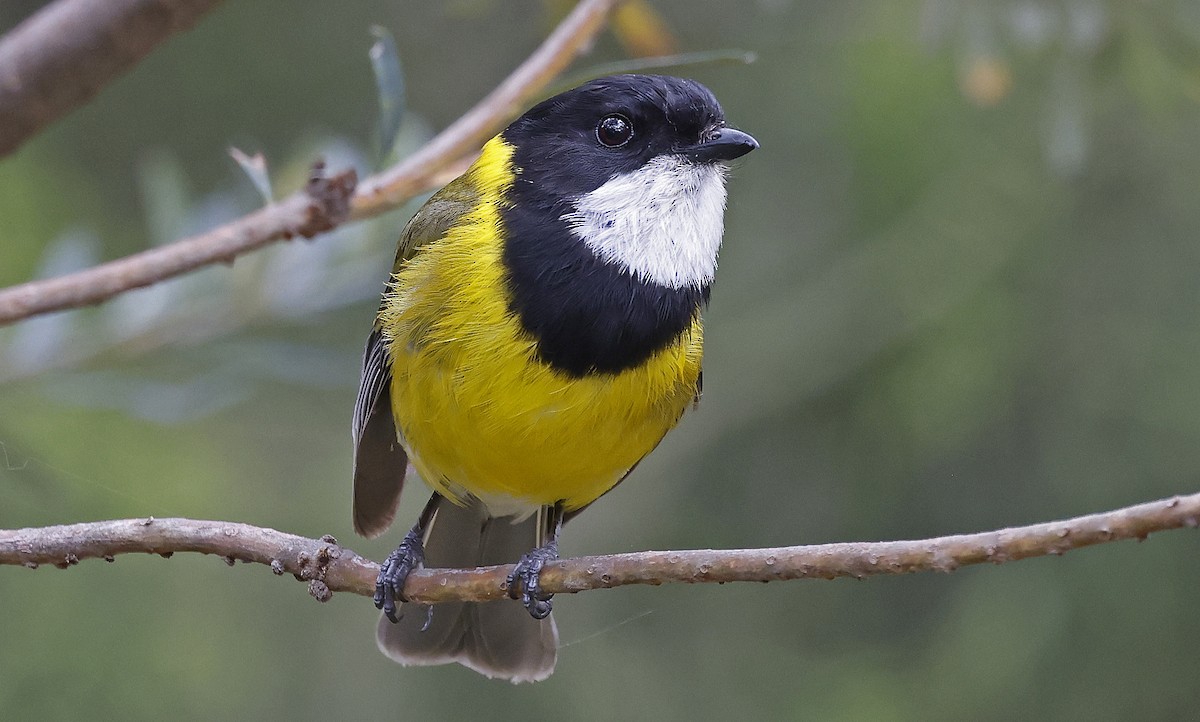 Golden Whistler (Eastern) - ML627779607