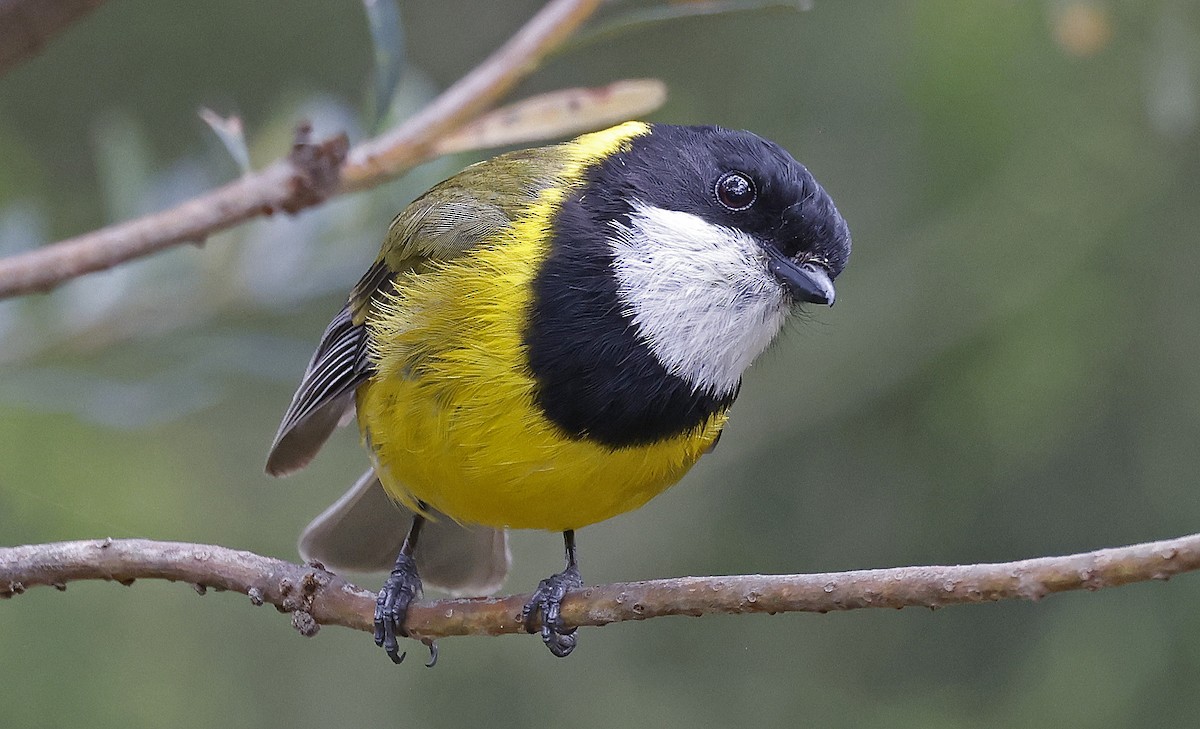 Golden Whistler (Eastern) - ML627779619