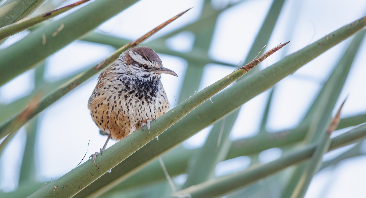 Cactus Wren - ML627779668