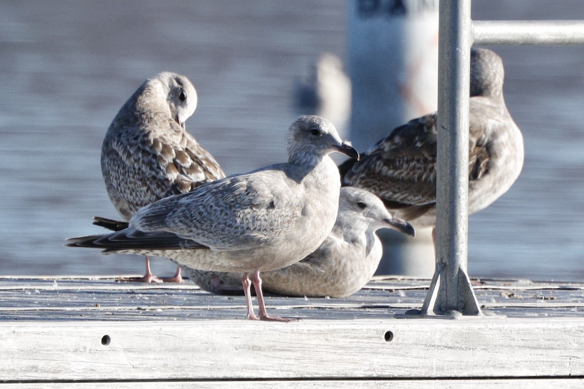 Iceland Gull (Thayer's) - ML627779729