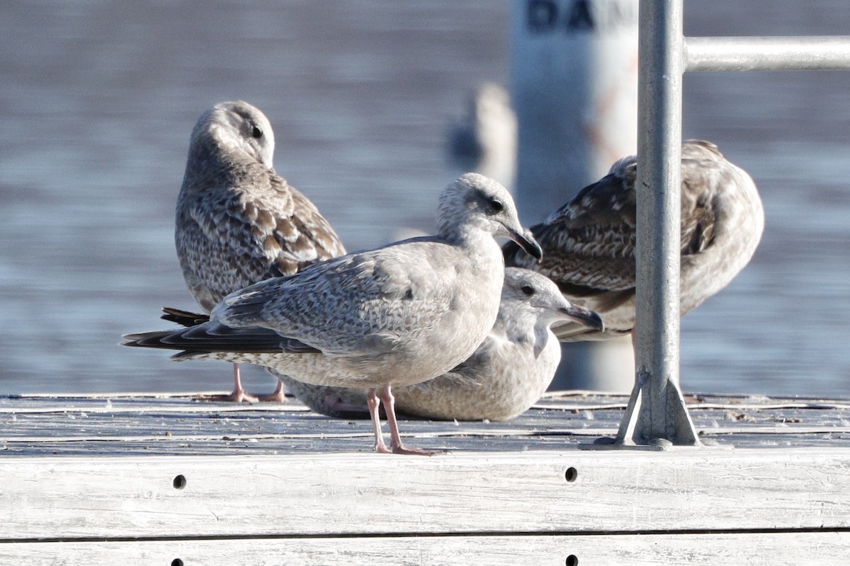 Iceland Gull (Thayer's) - ML627779731