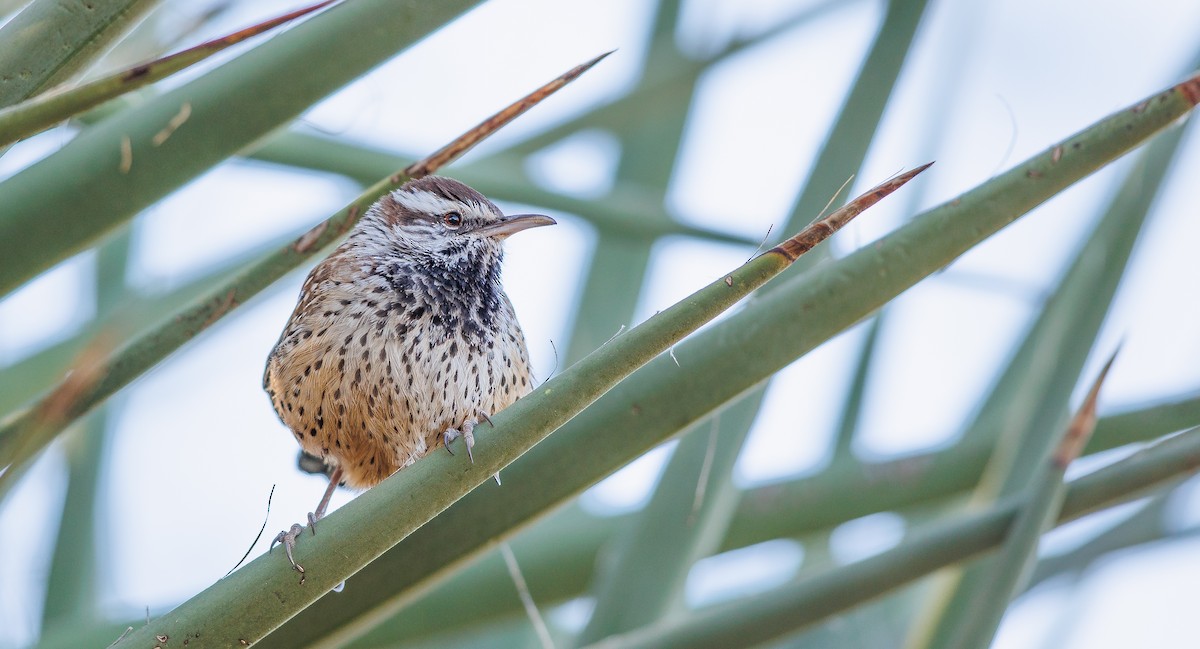 Cactus Wren - ML627779733