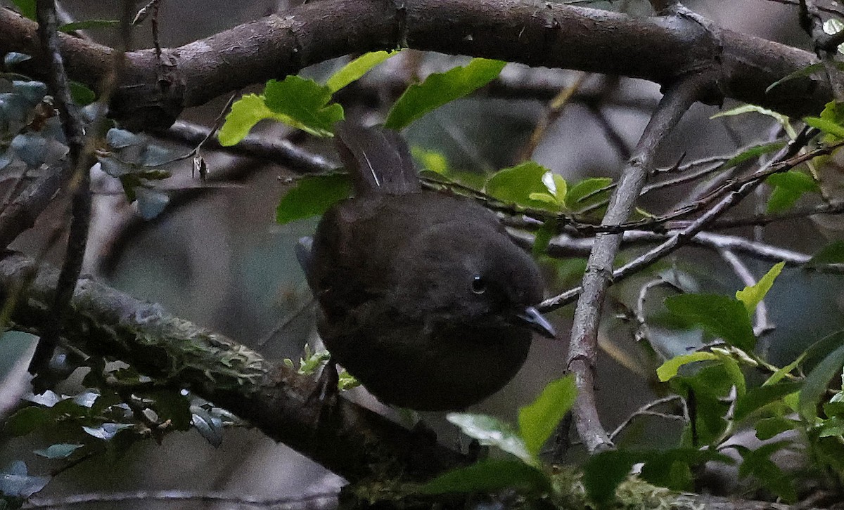 Tasmanian Scrubwren - ML627779753