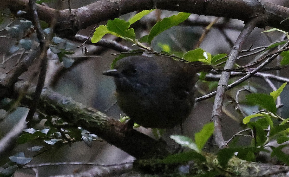 Tasmanian Scrubwren - ML627779754