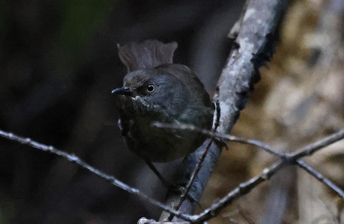 Tasmanian Scrubwren - ML627779756