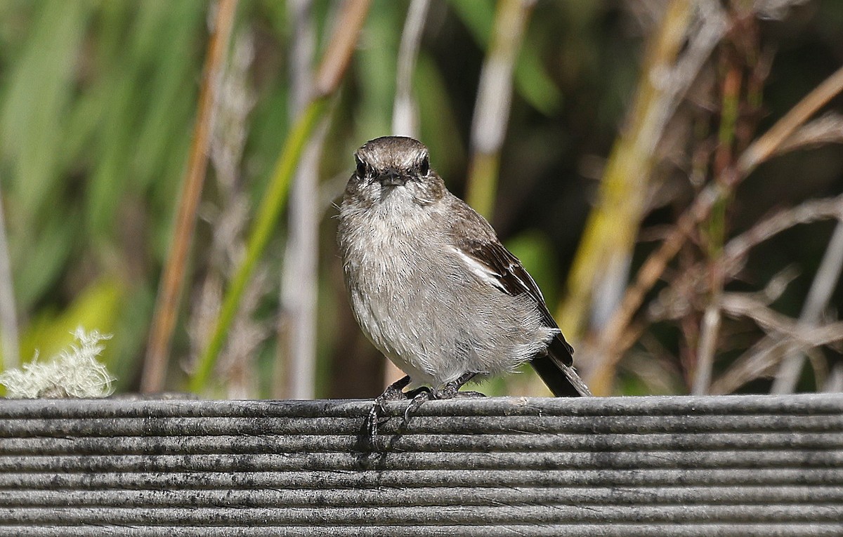 Dusky Robin - ML627779778