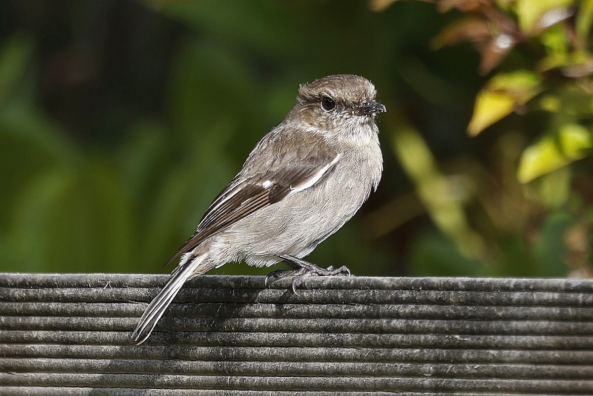 Dusky Robin - ML627779782