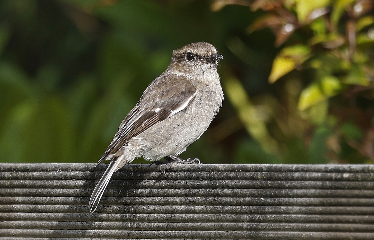 Dusky Robin - ML627779788