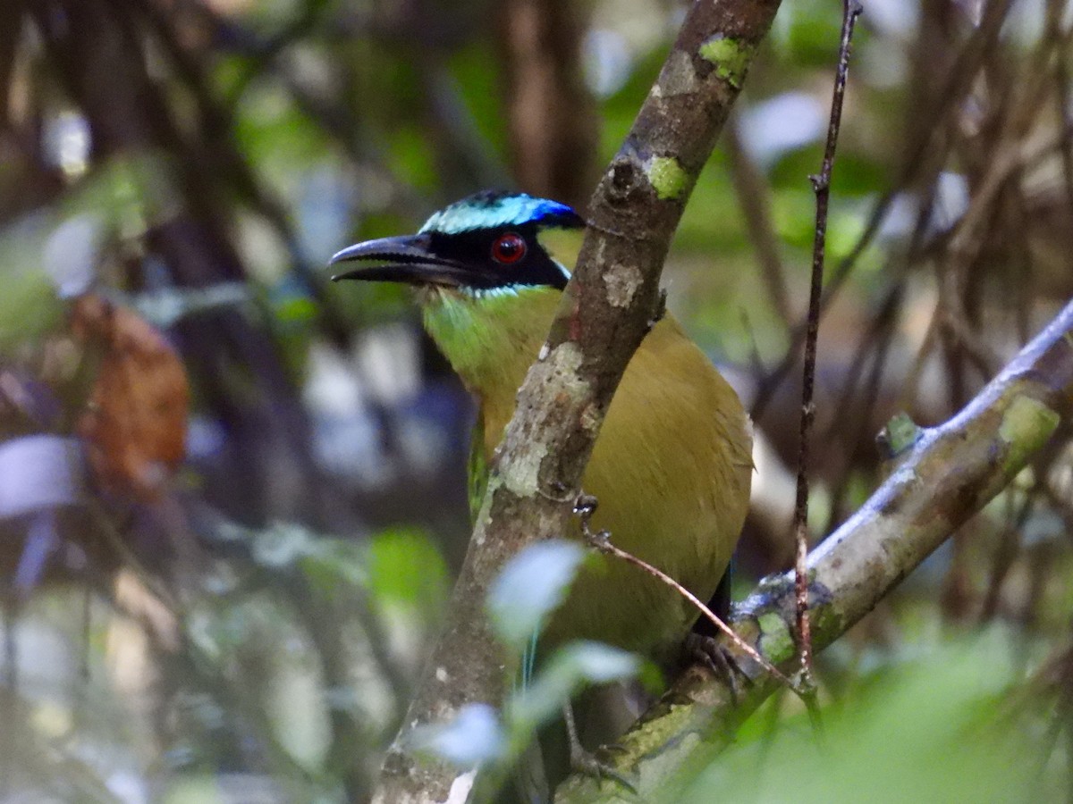 Lesson's Motmot - ML627779816